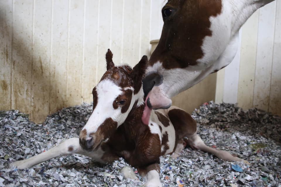 sorrel tovero colt foal